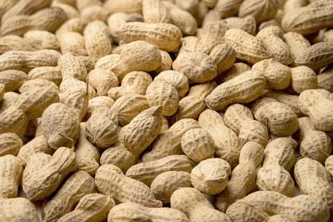 Peanuts in a shell close - up for the whole frame 写真素材
