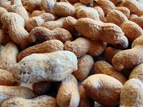 Peanuts in shell - food Фото