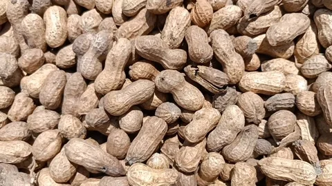Peanuts with shell Stock Footage 202603666