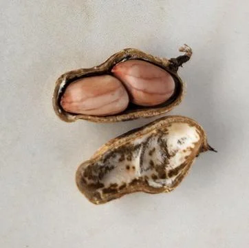 Peanuts in shell on a light background. Close-up. Stock Photos