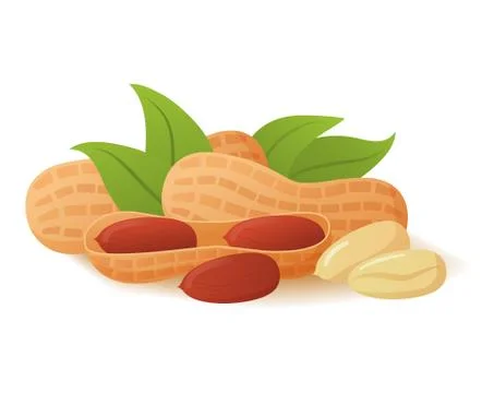 Peanuts in shell realistic vector illustration. Food concept. Stock Illustration