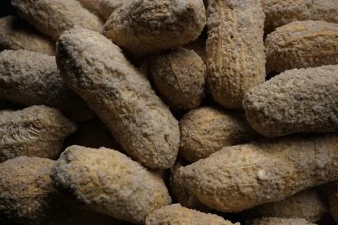 Peanuts in a shell. Salted. Foto stock