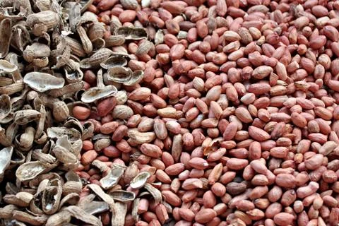 Peanuts shelled out. Stock Photos