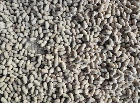 Peanuts in shells. Stock Photos