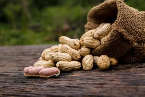 Peanuts in shells in sack with fresh groundnut on wooden on nature background Foto stock