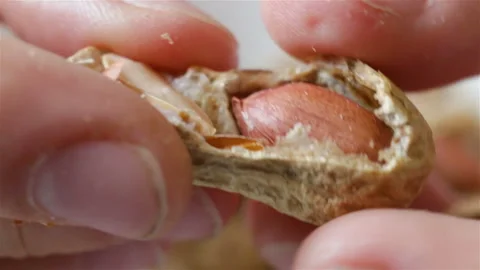 Peanuts: skin, shell, kernel in the hands of extreme close-up, real time, contai Stock Footage 111737441