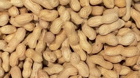 Peanuts in their shells arranged as a background Stock Footage 314063420