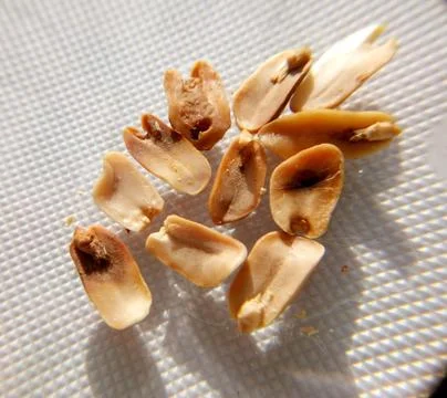 Peanuts under the microscope under the increase of spoiled mycotoxins fungi mold Stock-Fotos