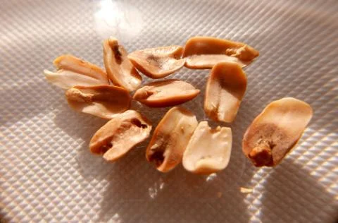 Peanuts under the microscope under the increase of spoiled mycotoxins fungi mold Stock-Fotos