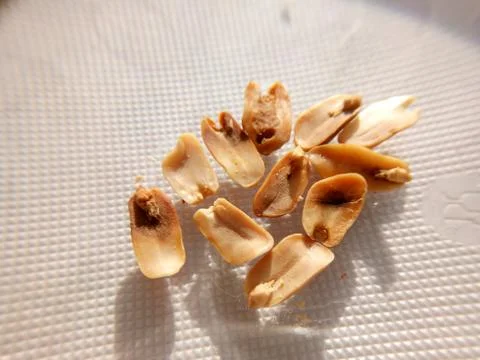 Peanuts under the microscope under the increase of spoiled mycotoxins fungi mold Stock-Fotos