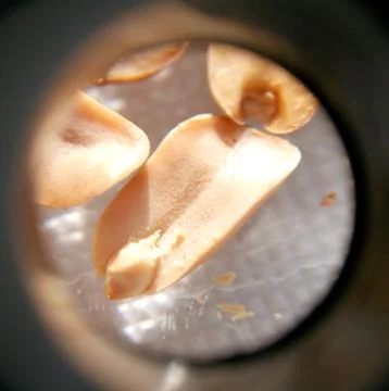 Peanuts under the microscope under the increase of spoiled mycotoxins fungi mold Stock Photos