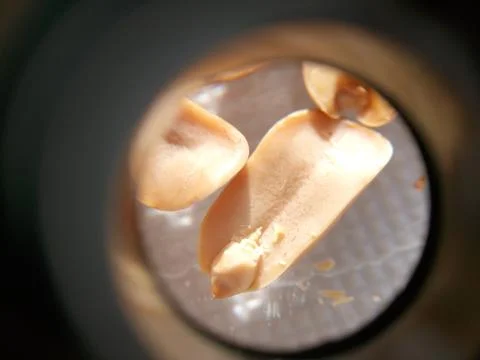 Peanuts under the microscope under the increase of spoiled mycotoxins fungi mold Stock Photos