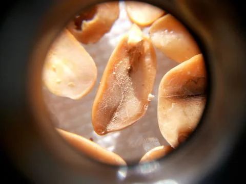 Peanuts under the microscope under the increase of spoiled mycotoxins fungi mold Foto stock