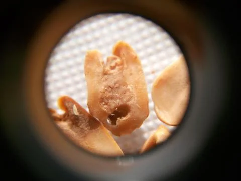 Peanuts under the microscope under the increase of spoiled mycotoxins fungi mold Stock Photos