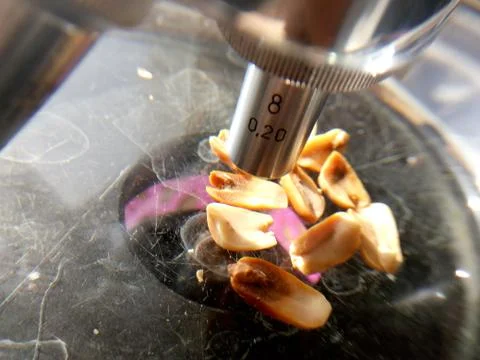 Peanuts under the microscope under the increase of spoiled mycotoxins fungi mold Foto stock