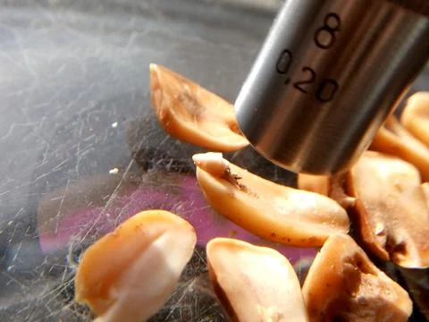 Peanuts under the microscope under the increase of spoiled mycotoxins fungi mold Stock Photos