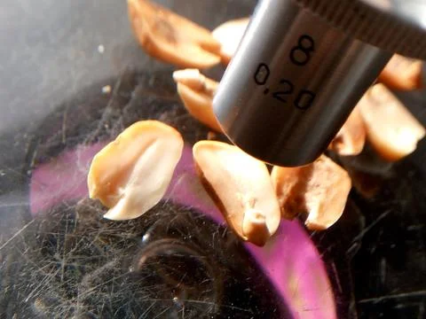 Peanuts under the microscope under the increase of spoiled mycotoxins fungi mold Foto stock