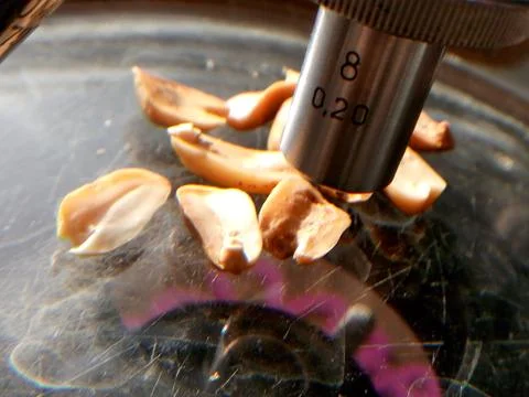 Peanuts under the microscope under the increase of spoiled mycotoxins fungi mold Stock-Fotos