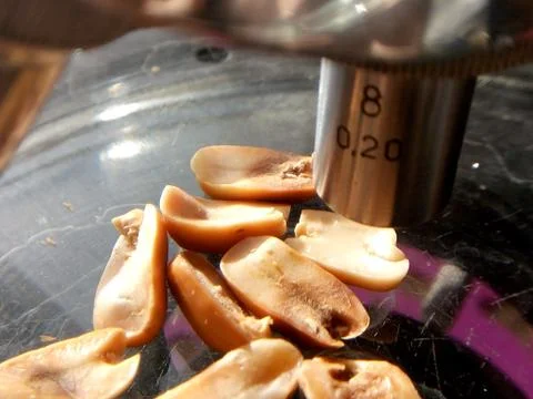 Peanuts under the microscope under the increase of spoiled mycotoxins fungi mold Stock Photos