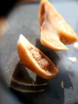 Peanuts under the microscope under the increase of spoiled mycotoxins fungi mold Stock Photos