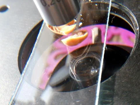 Peanuts under the microscope under the increase of spoiled mycotoxins fungi mold Stock Photos