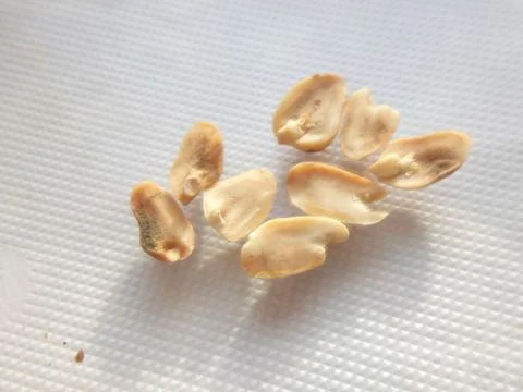 Peanuts under the microscope under the increase of spoiled mycotoxins fungi mold Stock Photos