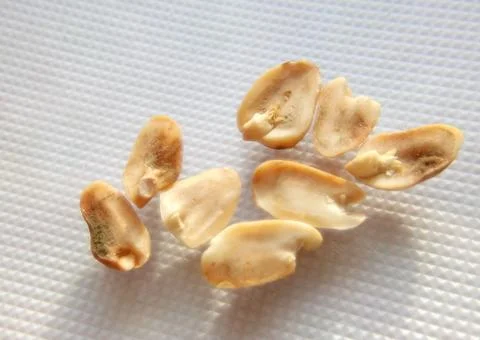 Peanuts under the microscope under the increase of spoiled mycotoxins fungi mold Stock Photos