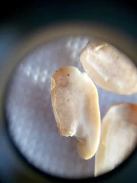 Peanuts under the microscope under the increase of spoiled mycotoxins fungi mold Stock Photos