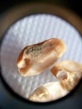 Peanuts under the microscope under the increase of spoiled mycotoxins fungi mold Stock-Fotos