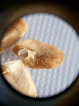 Peanuts under the microscope under the increase of spoiled mycotoxins fungi mold Stock Photos