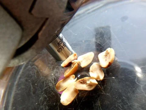 Peanuts under the microscope under the increase of spoiled mycotoxins fungi mold Stock Photos
