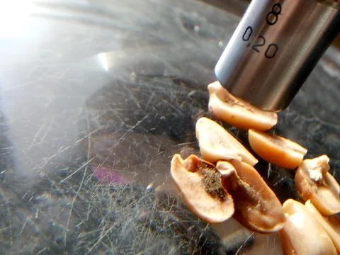 Peanuts under the microscope under the increase of spoiled mycotoxins fungi mold Stock Photos