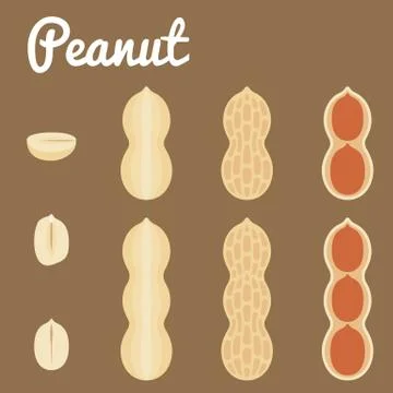 Peanuts. Vector illustration of a set of peanuts,flat design Illustrazione stock