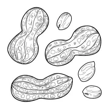 Peanuts on white background. Hand drawn ink sketch. Stock Illustration