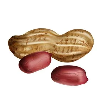 Peanuts on white background Stock Illustration