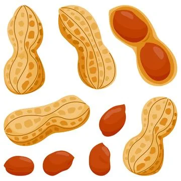 Peanuts on white background. Whole and peeled peanuts, tasty snack nuts. Stock Illustration
