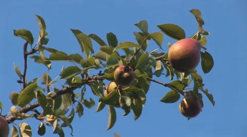 Pear 1 Stock Footage 8548100