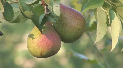 Pear 2 Stock Footage 8548099