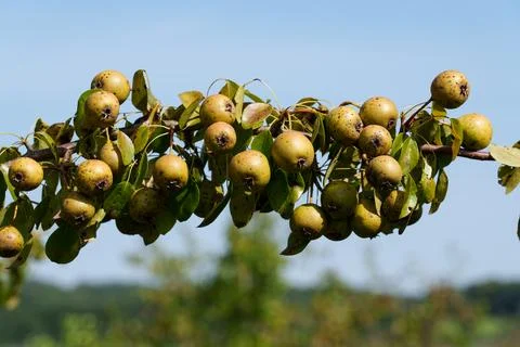 Pear affected by disease. 写真素材