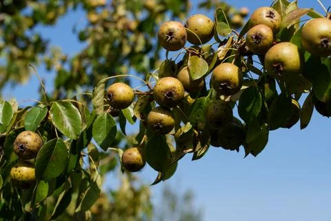 Pear affected by disease. 库存照片
