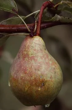 Pear After Rain Stock Photos
