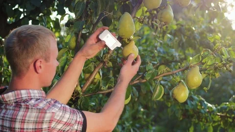 Pear Analysis For Nitrates And Radiation Stock Footage 79634077