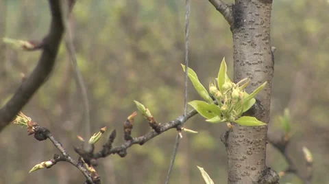 Pear in bloom, buds Stock-Footage 36992284