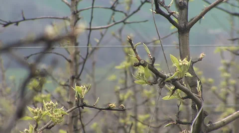 Pear in bloom, burgeon Stock Footage 36992132