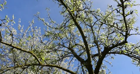 A pear blooming in May against a blue sky, sunny weather in an orchard with Stock Footage 292700546