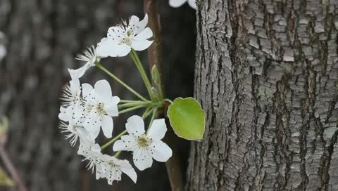 Pear blooms Stock Footage 11019689