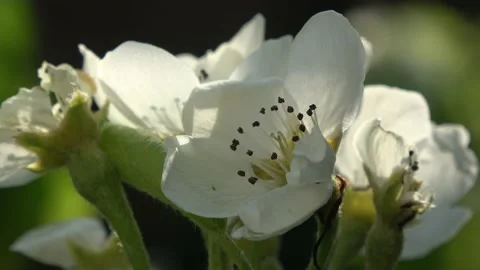 Pear Blossom Close Up #2 Stock Footage 232962945