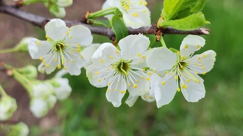 Pear blossom close up Stock Footage 308807627