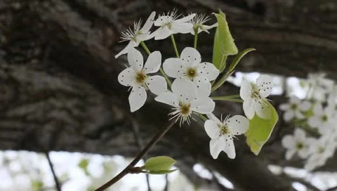 Pear blossom Stock Footage 11019679