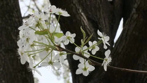 Pear blossom Stock Footage 11019683